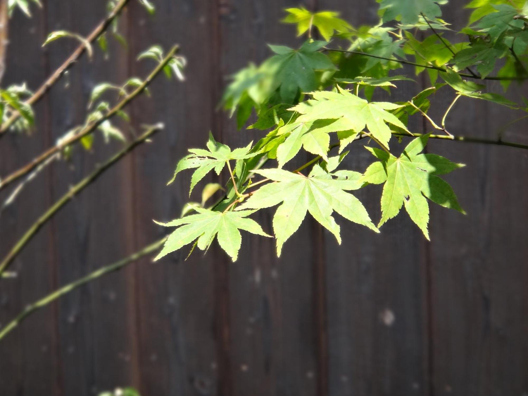 Machiya Oozora 度假居 *